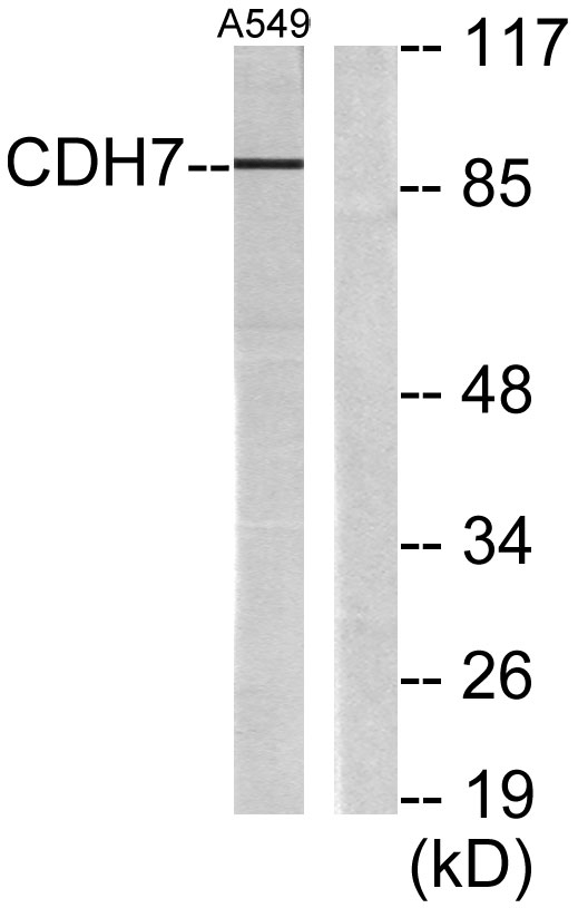 a10388 cdh7 primary antibodies wb testing 1
