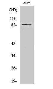 a10388 cdh7 primary antibodies wb testing 2