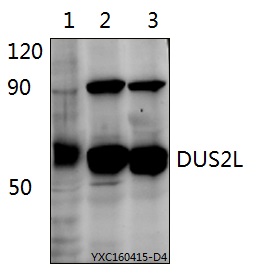 a10393 1 dus2 primary antiboties wb testing 1