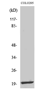 a10395 1 mrpl12 primary antibodies wb testing 2