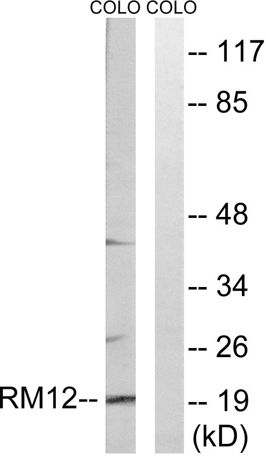a10395 1 mrpl12 primary antibodies wb testing 3