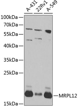 a10395 2 mrpl12 primary antiboties wb testing 1