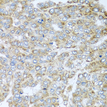 Immunofluorescence analysis of NIH/3T3 cells using NDUFA2 antibody  at dilution of 1:100