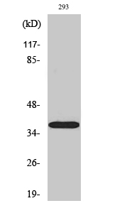 Western Blot analysis of various cells using 17β-HSD11 Polyclonal Antibody