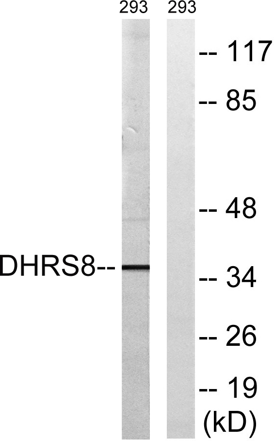 Western blot analysis of lysates from 293 cells, using DHRS8 Antibody