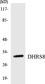 Western blot analysis of the lysates from RAW264