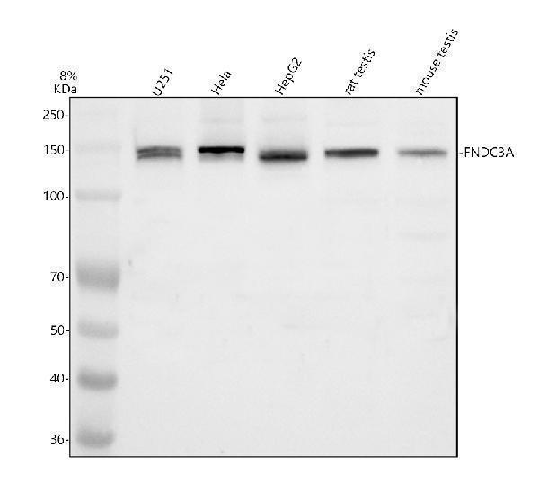 a10398 1 fndc3a primary antibodies wb testing 1