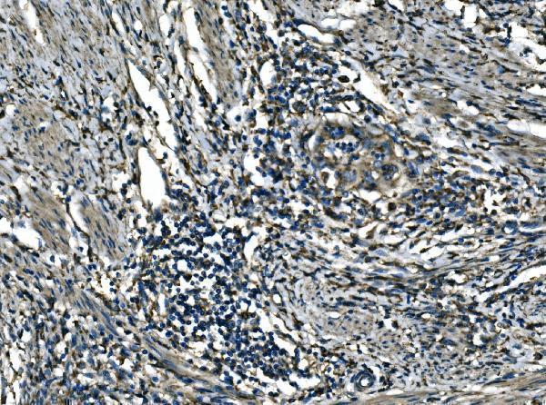 a10401 2 atp6v1a primary antibodies ihc testing 4