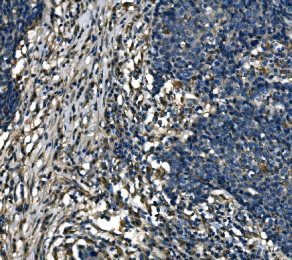 a10401 2 atp6v1a primary antibodies ihc testing 7