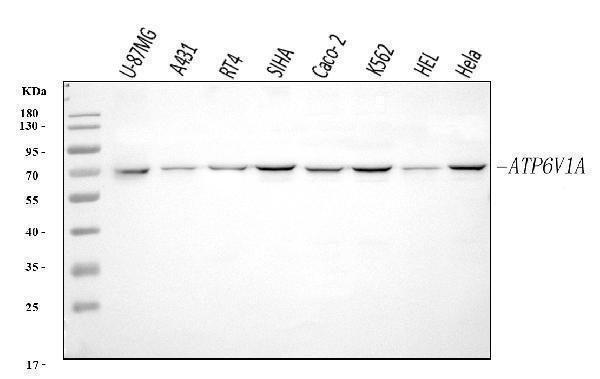  Western blot analysis of ATP6V1A using anti-ATP6V1A antibody (A10401-2)