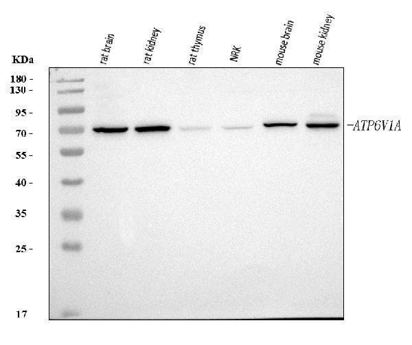  Western blot analysis of ATP6V1A using anti-ATP6V1A antibody (A10401-2)