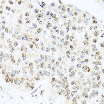 a10402 cetn3 primary antiboties ihc testing 3