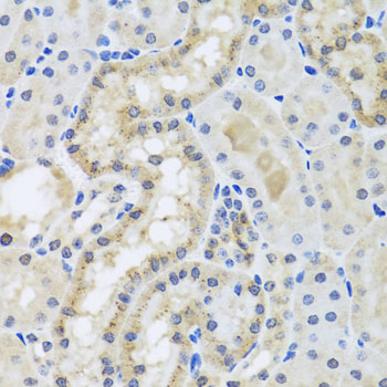 a10402 cetn3 primary antiboties ihc testing 4