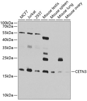 a10402 cetn3 primary antiboties wb testing 1