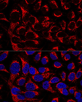 a10406 1 ociad1 primary antiboties if testing 2