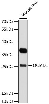 a10406 1 ociad1 primary antiboties wb testing 1