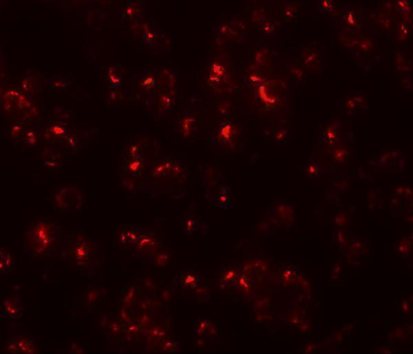 Immunofluorescence of OCIAD1 in 293 cells with OCIAD1 antibody at 20 μg/mL