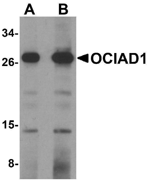 Western blot analysis of OCIAD1 in 293 cell lysate with OCIAD1 antibody at (A) 1 and (B) 2 μg/mL