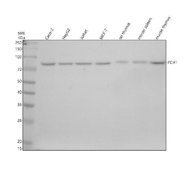 a10408 pcif1 primary antibodies wb testing 1