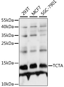 Western blot analysis of extracts of various cell lines, using TCTA antibody  at 1:1000 dilution