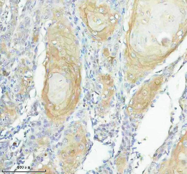 a10412 2 scel primary antibodies ihc testing 1