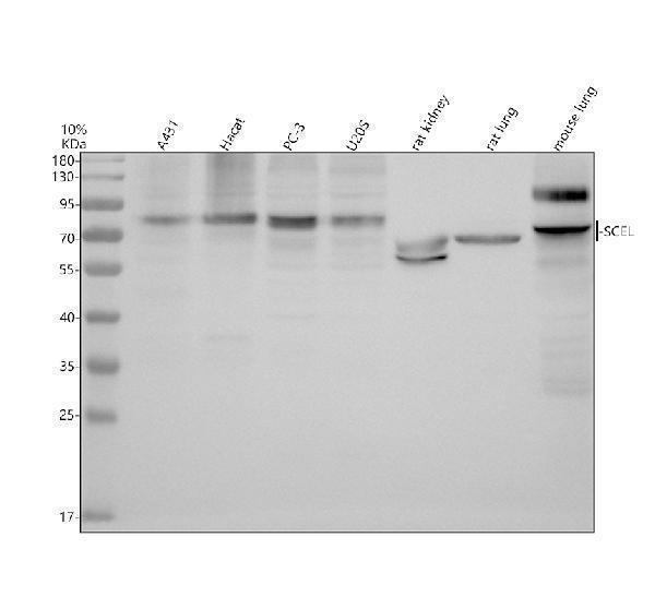 a10412 2 scel primary antibodies wb testing 1