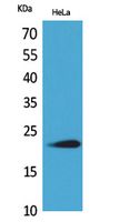 Western Blot analysis of HeLa cells using IFN-ω Polyclonal Antibody