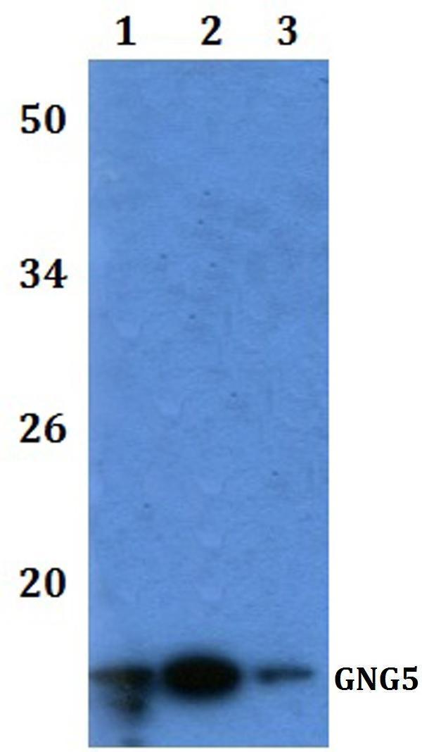 a10414 gng5 primary antiboties wb testing 1