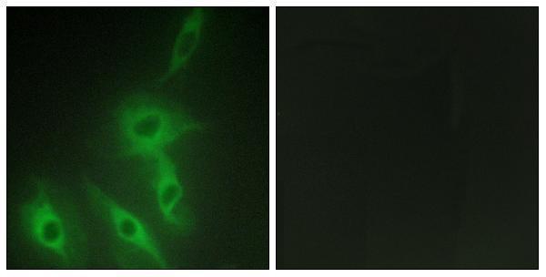 Immunofluorescence analysis of HeLa cells, using AS250 Antibody