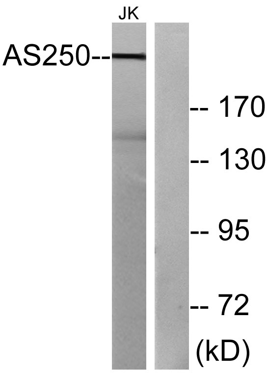 Western blot analysis of lysates from Jurkat cells, using AS250 Antibody