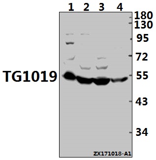 a10420 oxer1 primary antiboties wb testing 1