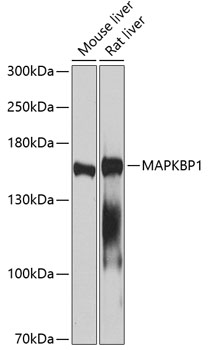Western blot analysis of extracts of various cell lines, using MAPKBP1 antibody  at 1:1000 dilution