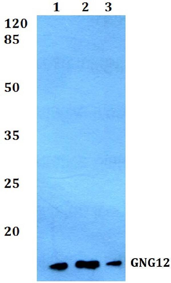 a10424 gng12 primary antiboties wb testing 1