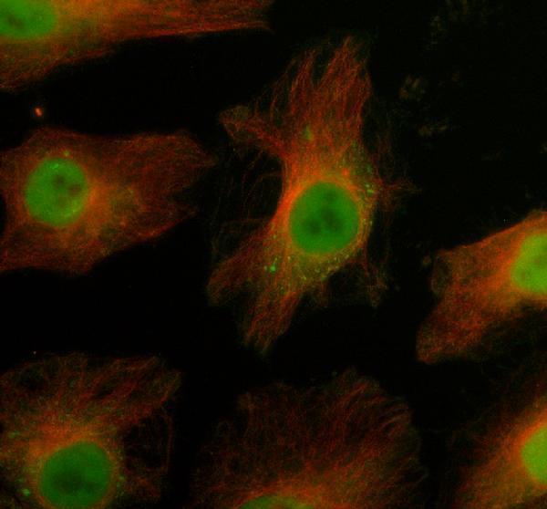 IF analysis of DHX38 using anti-DHX38 antibody (A10426-1) and anti-Alpha Tubulin antibody (M03989-3)
