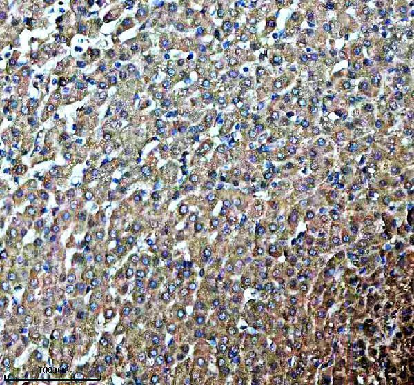 a10427 1 pdzd8 primary antibodies ihc testing 2