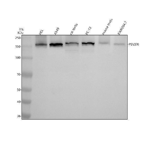 a10427 1 pdzd8 primary antibodies wb testing 1