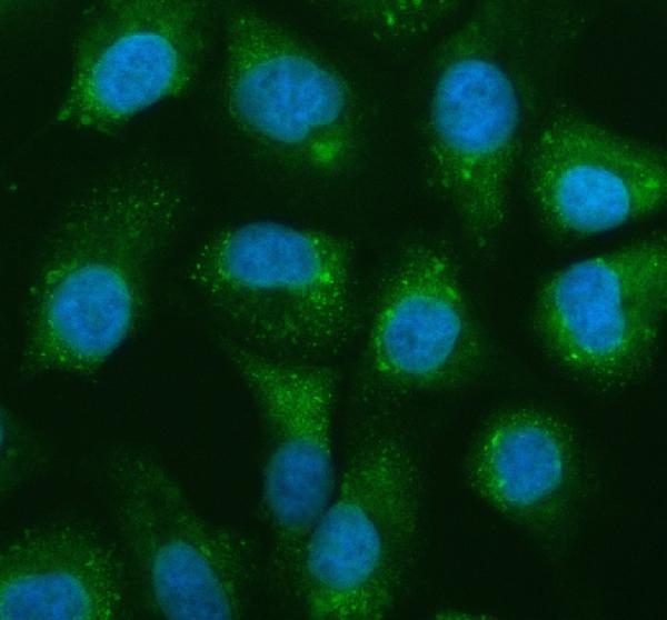 IF analysis of NAA60 using anti-NAA60 antibody (A10429-1)