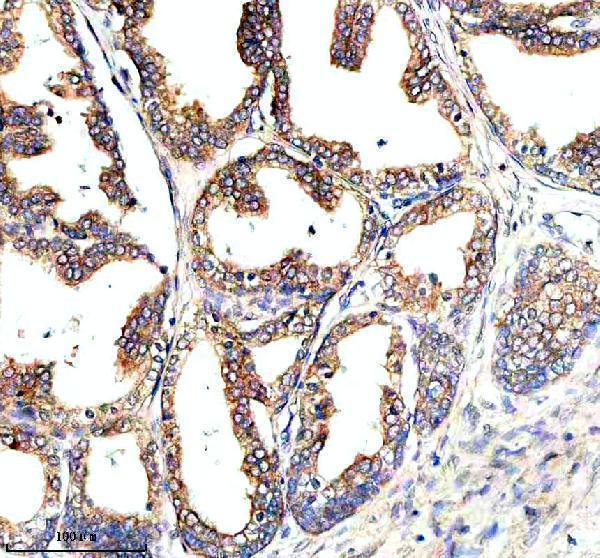 IHC analysis of NAA60 using anti-NAA60 antibody (A10429-1)