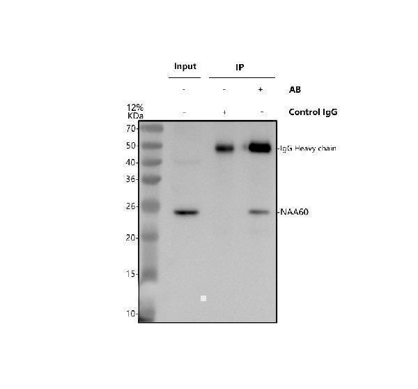 a10429 1 naa60 primary antibodies ip testing 1