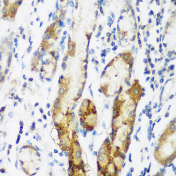 a10429 naa60 primary antiboties ihc testing 4