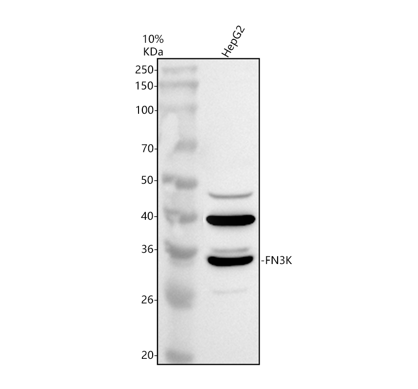 a10432 1 fn3k primary antibodies wb testing 1