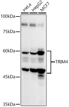 Western blot analysis of extracts of various cell lines, using TRIM4 antibody  at 1:1000 dilution