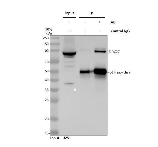 a10439 1 ddx27 primary antibodies ip testing 1