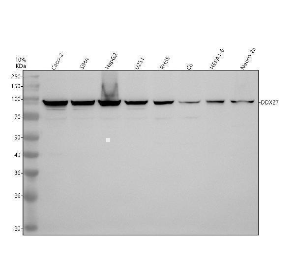 a10439 1 ddx27 primary antibodies wb testing 1