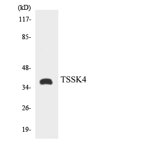 a10441 1 tssk4 primary antibodies wb testing 1