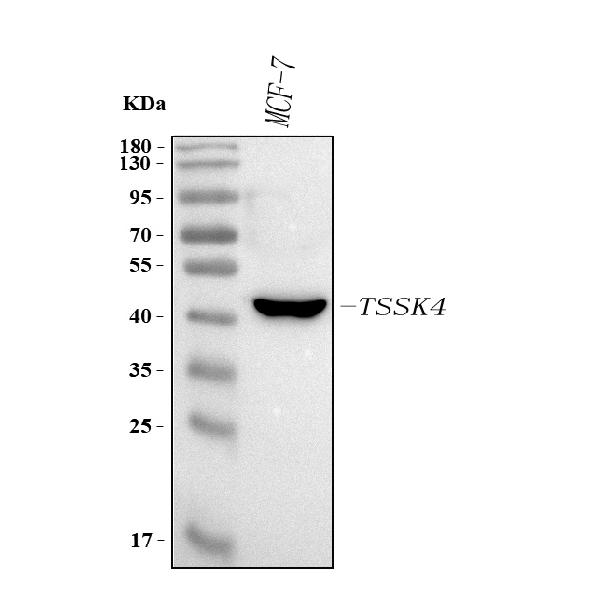 Figure 1. Western blot analysis of TSSK4 using anti-TSSK4 antibody (A10441-3). Electrophoresis was performed on a 5-20% SDS-PAGE gel at 70V (Stacking gel) / 90V (Resolving gel) for 2-3 hours. The sample well of each lane was loaded with 30 ug of sample under reducing conditions. Lane 1: human MCF-7 whole cell lysates. After electrophoresis, proteins were transferred to a nitrocellulose membrane at 150 mA for 50-90 minutes. Blocked the membrane with 5% non-fat milk/TBS for 1.5 hour at RT. The membrane was incubated with rabbit anti-TSSK4 antigen affinity purified polyclonal antibody (Catalog # A10441-3) at 0.5 microg/mL overnight at 4°C, then washed with TBS-0.1%Tween 3 times with 5 minutes each and probed with a goat anti-rabbit IgG-HRP secondary antibody at a dilution of 1:5000 for 1.5 hour at RT. The signal is developed using an Enhanced Chemiluminescent detection (ECL) kit (Catalog # EK1002) with Tanon 5200 system. A specific band was detected for TSSK4 at approximately 42 kDa. The expected band size for TSSK4 is at 37 kDa.