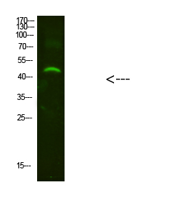 Western Blot analysis of mouse-brain cells using primary antibody diluted at 1:2000 (4°C overnight)