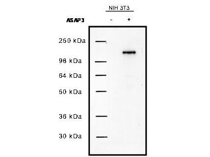 a10444 asap3 primary antibodies wb testing 1