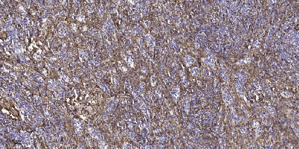 a10446 1 top3b primary antibodies ihc testing 1