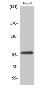 a10446 1 top3b primary antibodies wb testing 2